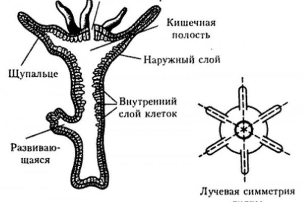 Кракен маркетплейс тор