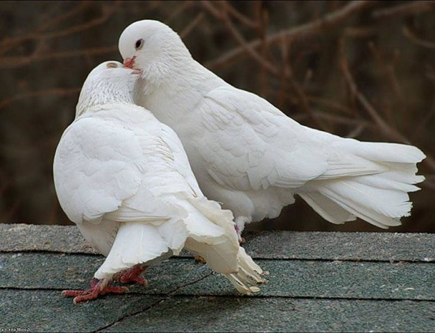 2krn co